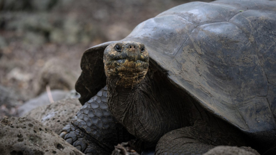 "Džonatan je živ": Najstarija kornjača lažno proglašena mrtvom zbog kripto prevare