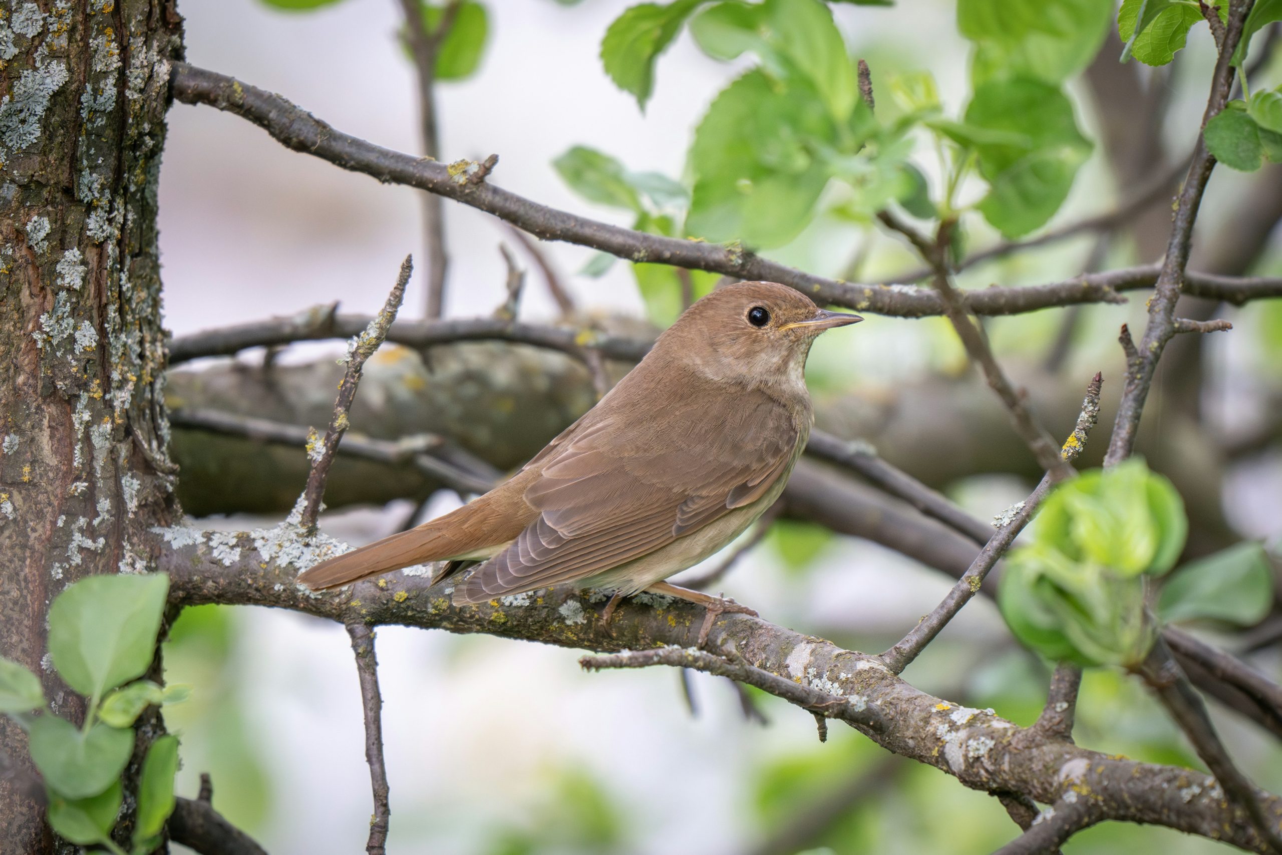 Noć slavuja u Apatinu i Karavukovu: jedinstveni doživljaj prirode 24. aprila