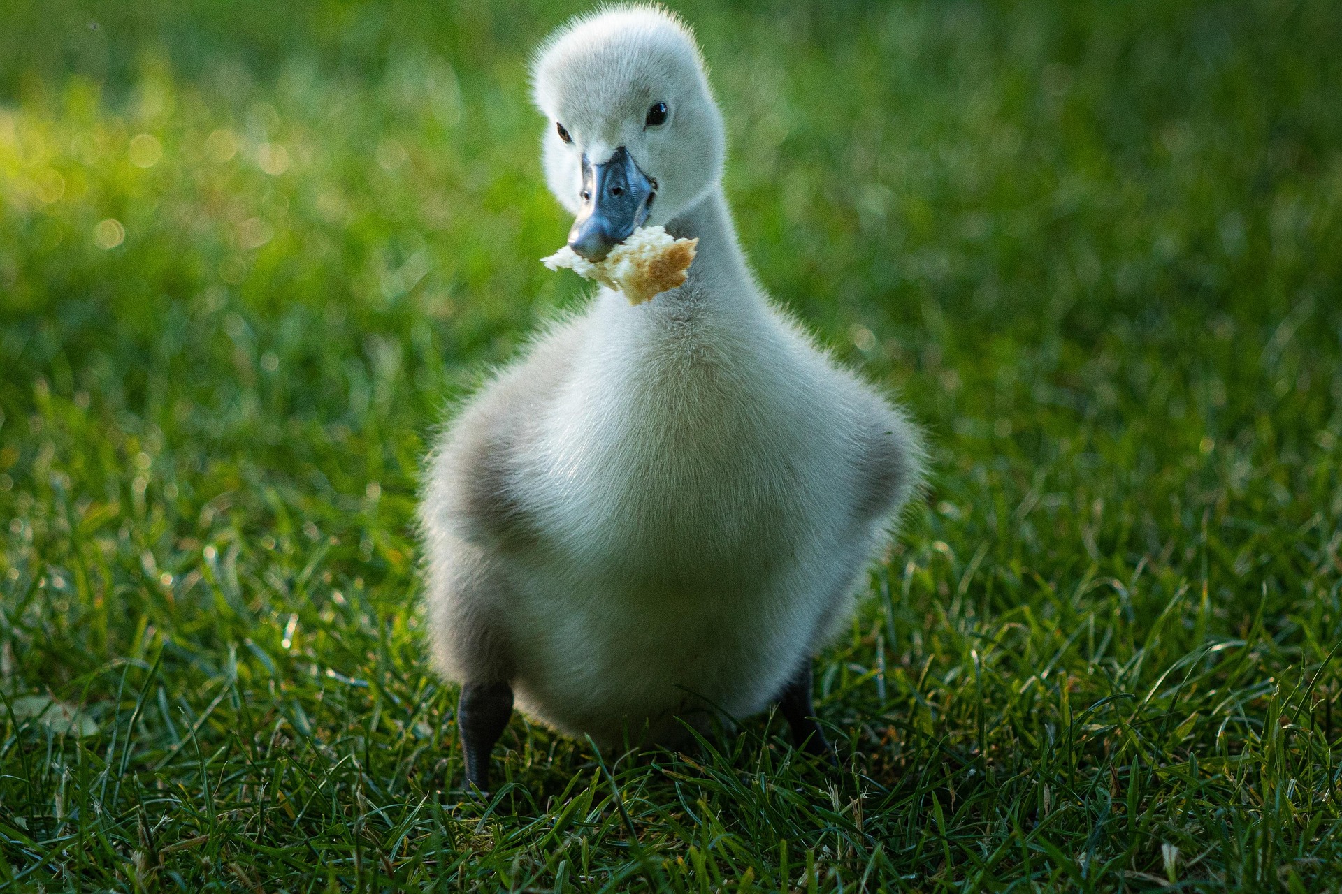 Berza sitnih životinja u Kuli 19. aprila: sve spremno za okupljanje odgajivača