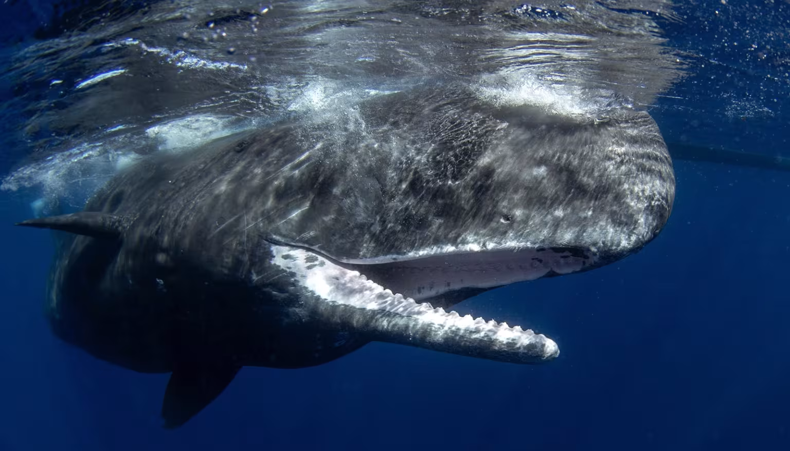 Fascinantno otkriće: Kliktanje kitova ulješura ima obrasce slične ljudskom govoru