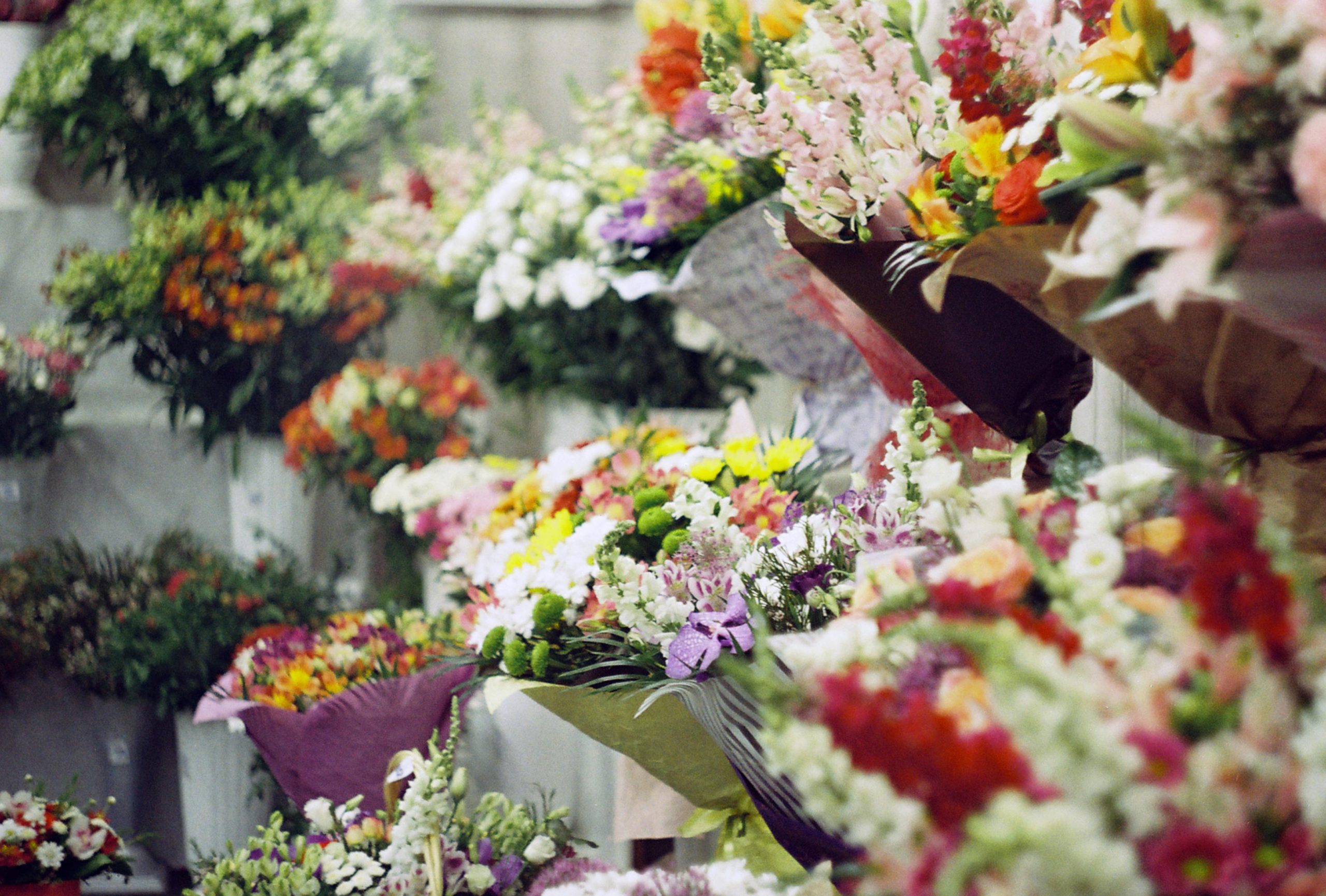 Prolećni festival cveća u Kuli: bogata ponuda cveća, sadnica i rukotvorina