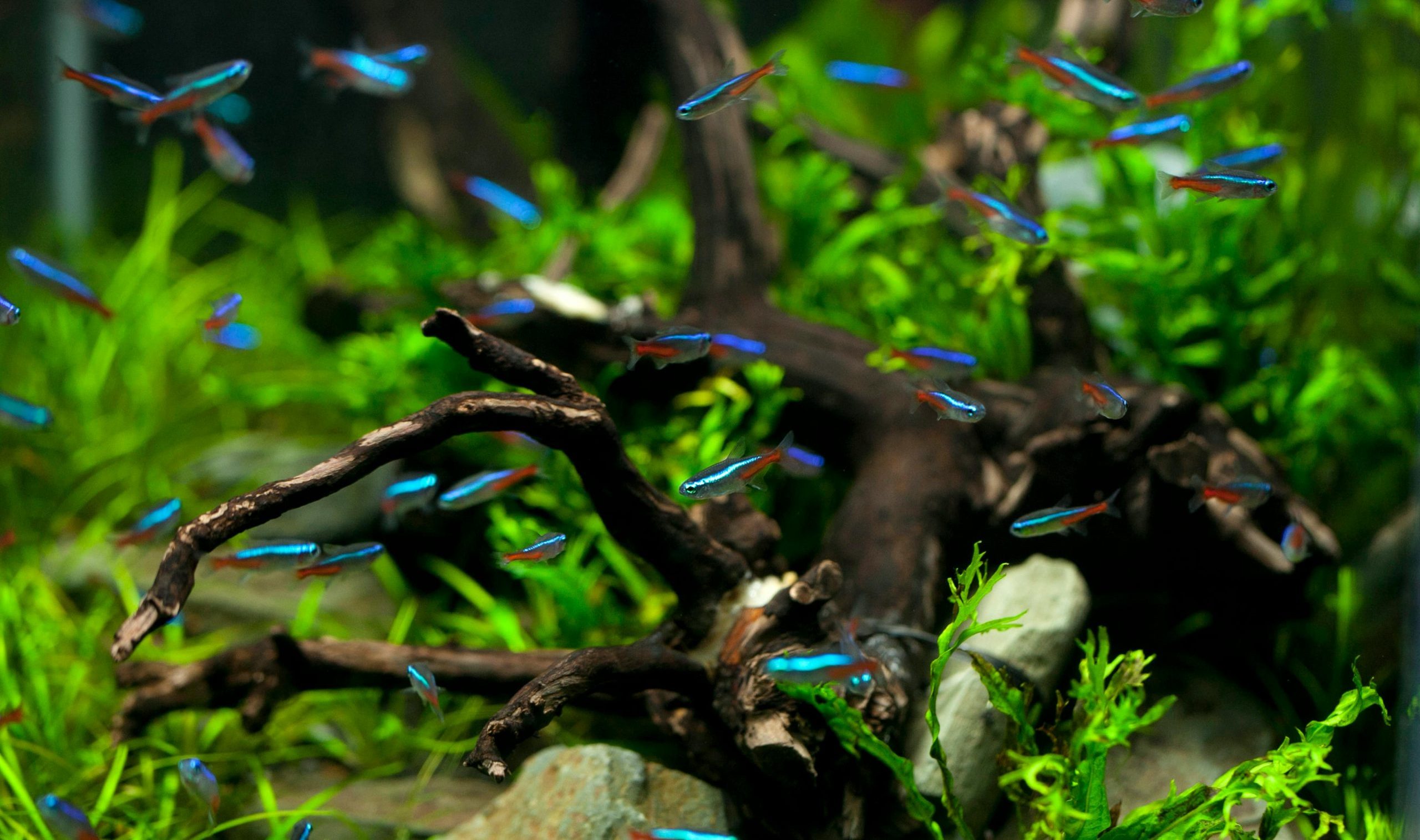 Pet akvarijumskih ribica koje će uneti život i boje u vaš dom