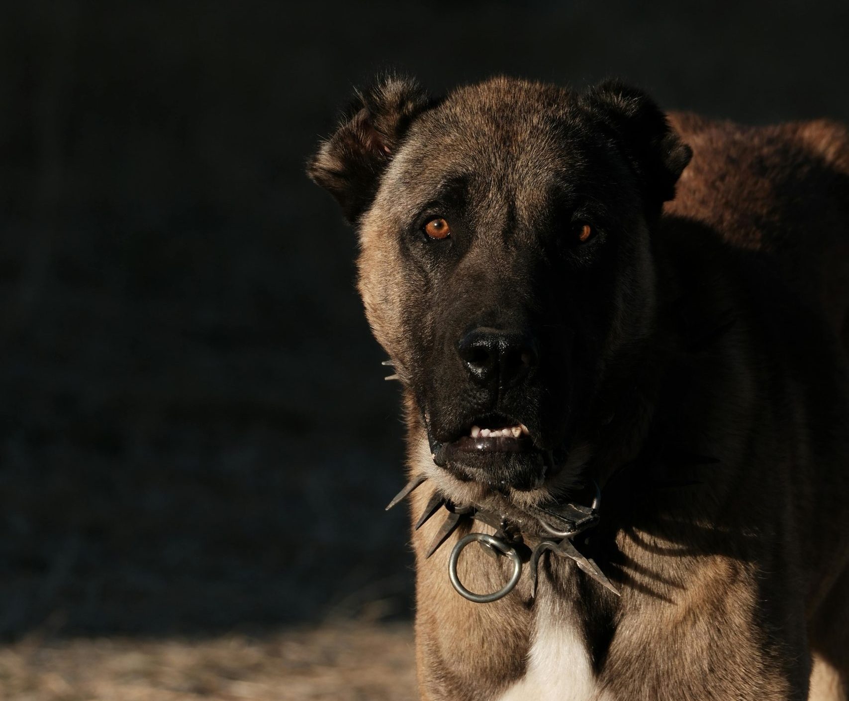 Pas sa najjačim ugrizom na svetu: Kangal je simbol snage i zaštite
