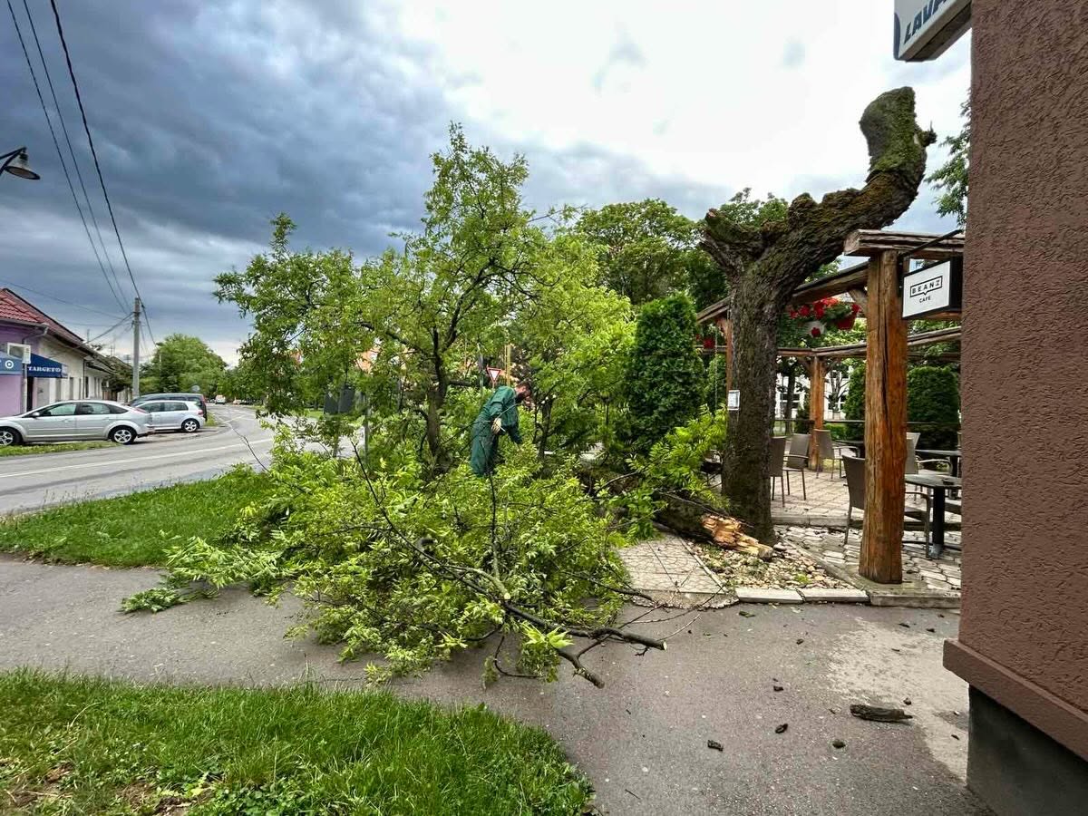 Nevreme u Somboru oborilo drveće, ekipe „Zelenila“ na terenu
