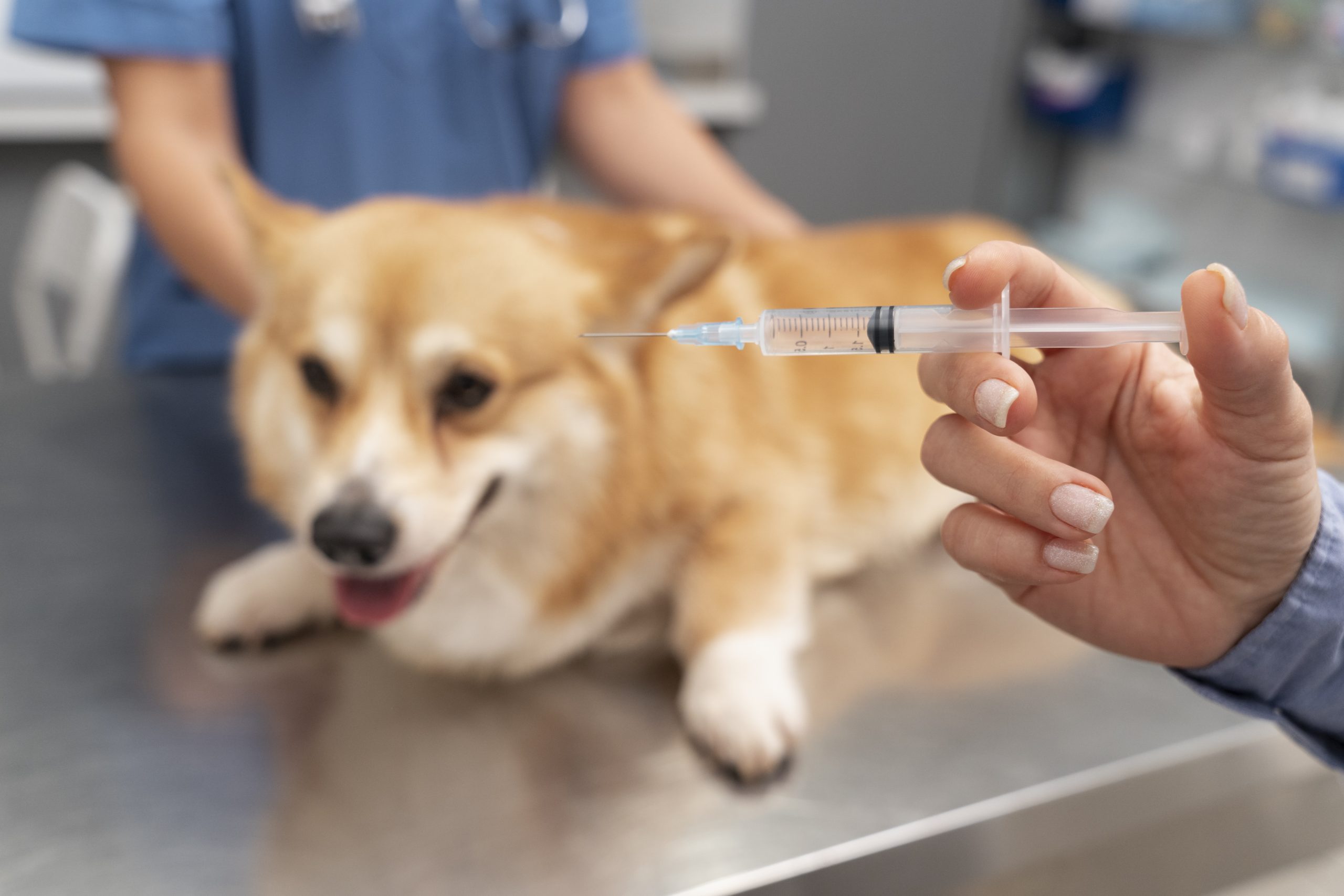 Opština Odžaci obezbedila besplatno čipovanje, vakcinaciju i sterilizaciju pasa